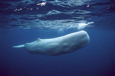 maior baleia do mundo - preco do boi gordo